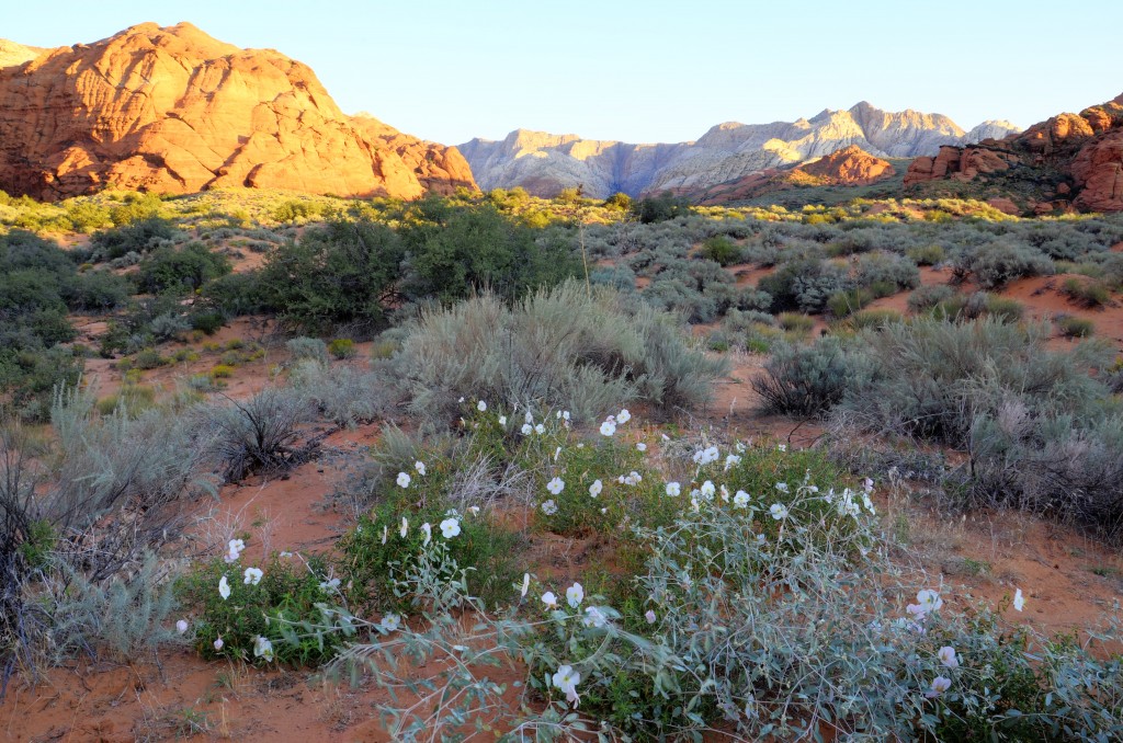 primrose and morning light in snow canyon state park